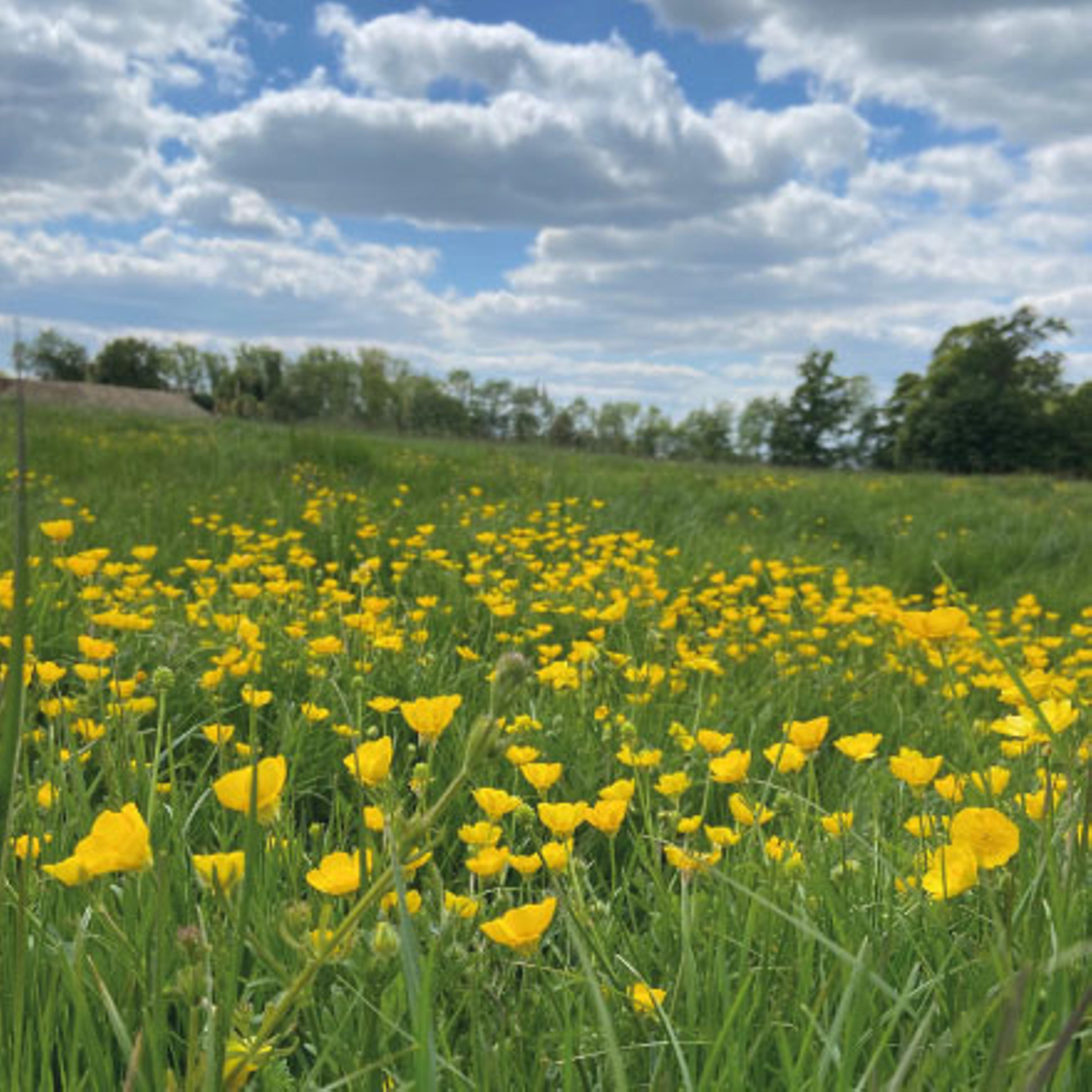 Countryside